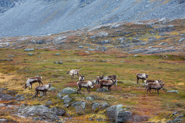 Herd of reindeer standing alert on vibrant tundra plain, antlers rising against rolling Arctic hills, moss and red shrubs covering rocky ground, detailed wildlife scene, northern wilderness, Norway. © Andre