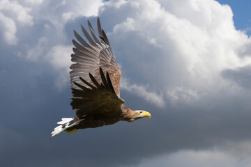 Seeadler (Haliaeetus albicilla) im Flug 
