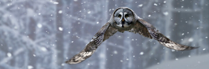 Bartkauz (Strix nebulosa) im Flug bei Schneefall, Panorama 