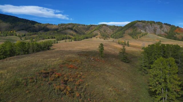 Drone flies toward maral deer on a hill with forested mountains, Altai
