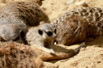  Erdm&auml;nnchen (Suricata suricatta) auch Surikate, Gruppe mit Jungtier