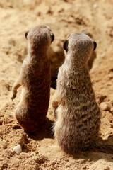  Erdm&auml;nnchen (Suricata suricatta) auch Surikate, Wachposten