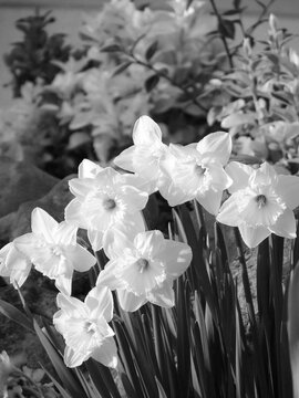Group of daffodil or white narciss flowers shooted ans edited in a seizing black and white