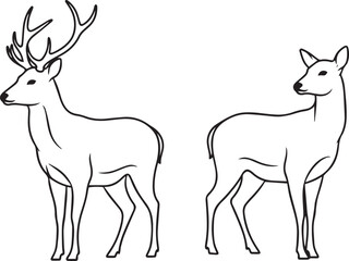 Fototapeta premium Line of a male deer with antlers and a female deer standing side by side on a white background stag