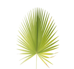 Fototapeta premium Large green palm leaf with long thin pointed segments and stem isolated on a transparent background.