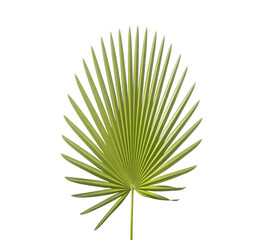 Fototapeta premium Palm leaf with long green spiky leaves isolated on transparent background