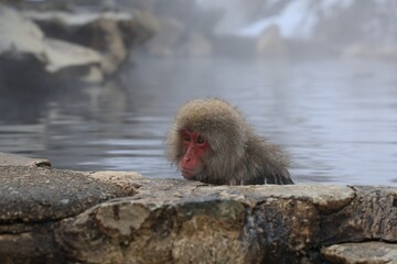 地獄谷野猿公苑の猿