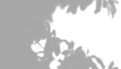 Fototapeta premium High-quality exotic plant leaf shadow for premium branding and product displays. An easy-to-use PNG overlay that brings an organic, high-end feel to your projects.