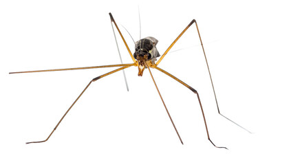 Insect Biodiversity And Wildlife Conservation Close-Up Of A Crane Fly With Long Legs On Transparent Background