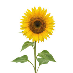 Obraz premium A vibrant sunflower standing tall with bright yellow petals and a dark center.