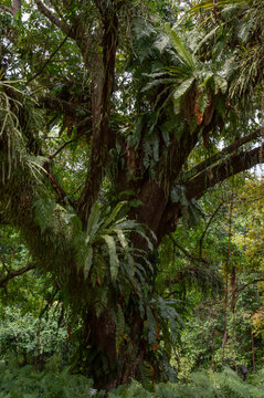 Monkey pot tree with dense trunk growth in tropical forest, Lecythis species habitat, rainforest biodiversity, botanical garden specimen, exotic canopy structure.