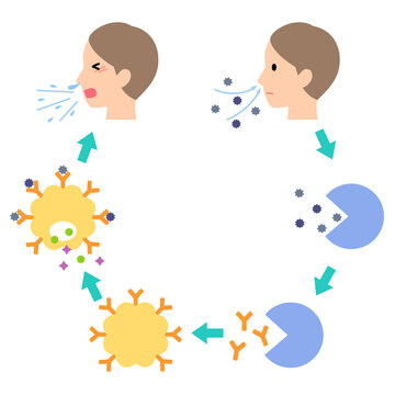 アレルギー発症のしくみ　花粉症のメカニズム