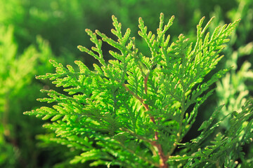 Green cedar branches glow in sunlight, showcasing delicate, feathery texture and vibrant color. Close-up view highlights the natural beauty and freshness of evergreen foliage