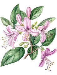 Pink Floral Branch Watercolor Illustration