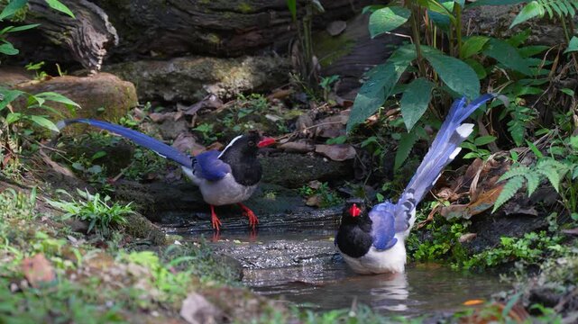 Red-billed Blue Magpie(Urocissa erythroryncha) bird inn pond. Bird watching in natural habitats in the forest.