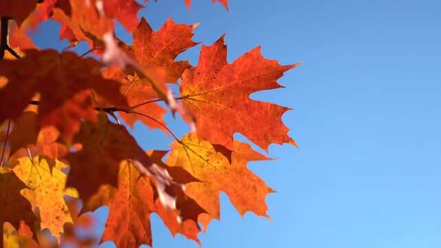Close-up of vibrant fall foliage, red and orange maple leaves, against clear, bright blue sky