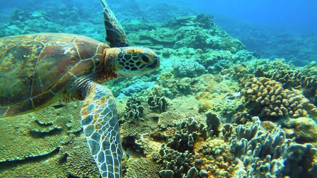 Slow motion close up to a sea turtle swimming along coral reef bottom with various coral around In Deep Blue ocean seeds saltwater underworld during daytime in Lanyu Orchard Island Taiwan in Asia 