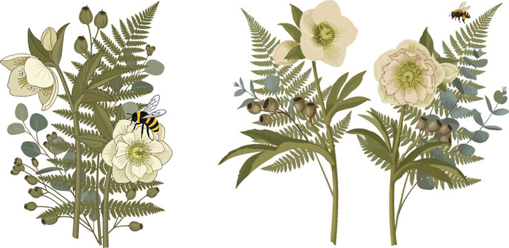 Vintage botanical illustration of white flowers and green ferns on white background