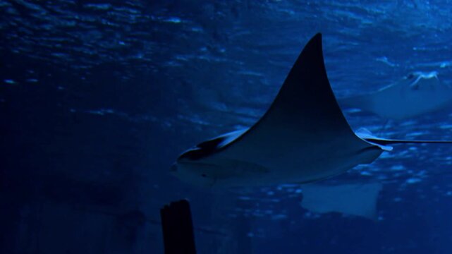 Graceful Stingray Swimming Underwater in Crystal Clear Blue Water.
Cownose ray.