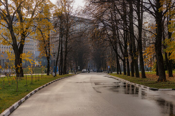 Obraz premium Autumn leaves and a quiet pathway through a city lined with trees and distant vehicles on a rainy day