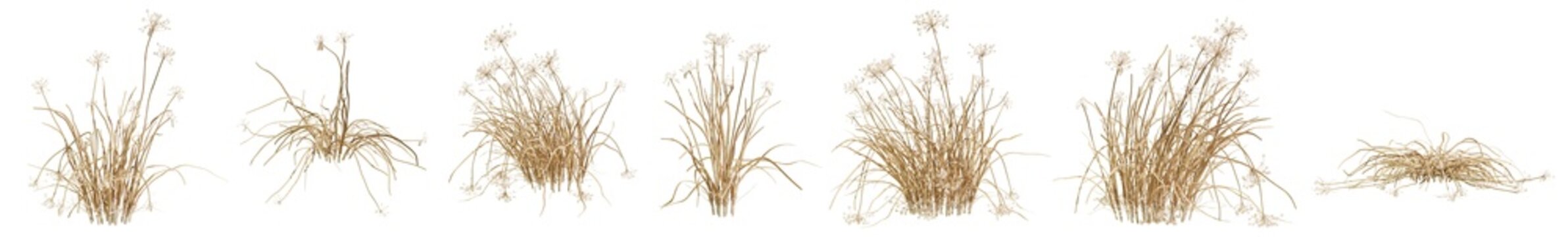 Allium canadense, canadian garlic plant set isolated on transparent background. 3D render.