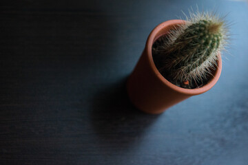 Small Cactus Plant In Clay Pot On Dark Wooden Surface