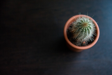 Minimalist cactus in soft natural window light