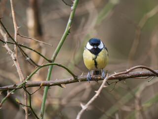 Fototapeta premium A Great Tit Perched on a Branch