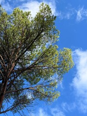 Fototapeta premium Pine tree against blue sky.
