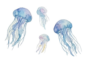 Watercolor style jellyfish illustration／クラゲ © BN studio