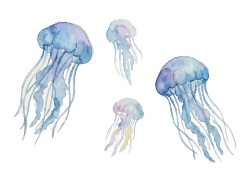 Watercolor style jellyfish illustration／クラゲ