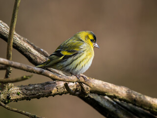 Fototapeta premium A Siskin Perched on a Branch