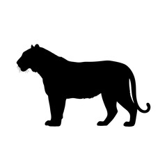 Obraz premium Black silhouette of a tiger standing profile against a white background.