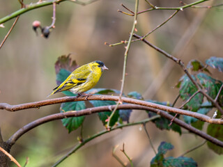 A Siskin Perched on a Branch