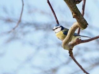 Eurasian blue tit perched on a branch in spring garden © Tomas_Martinek