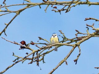 Cute blue tit bird sitting on a tree branch looking at camera © Tomas_Martinek