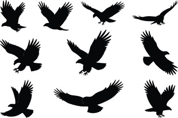 Obraz premium Multiple black silhouette poses of eagles in flight and landing bird flying