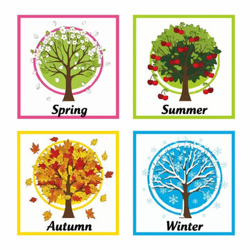 All Seasons Educational Infographic - Annual Nature Stages. A clean and colorful vector infographic displaying the annual transformation of a fruit tree.