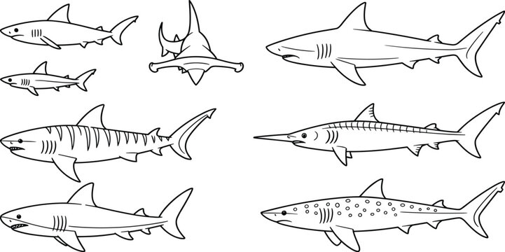 "Collection of shark line drawings featuring hammerhead, tiger, leopard and other species, detailed black and white illustrations for marine life design projects"