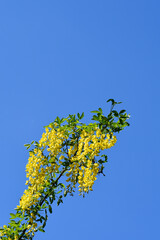 Fototapeta premium Common laburnum branches with yellow flowers - Latin name - Laburnum anagyroides