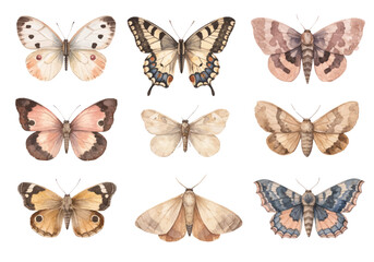 Naklejka premium A charming watercolor collection of moth and butterfly illustrations, including patterned wings in warm browns, creams, and muted blues.