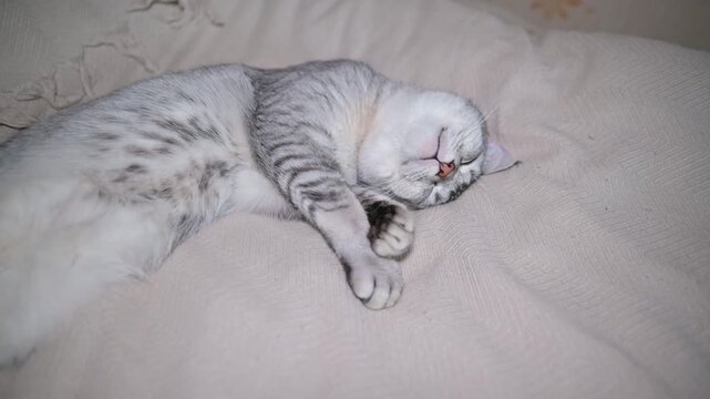 cat resting on a bed in multiple comfortable positions.