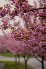 Obraz premium Dense clusters of pink cherry blossoms on tree branches in spring. Vibrant sakura garden background with soft natural lighting. High-quality floral texture for nature, lifestyle and design projects.