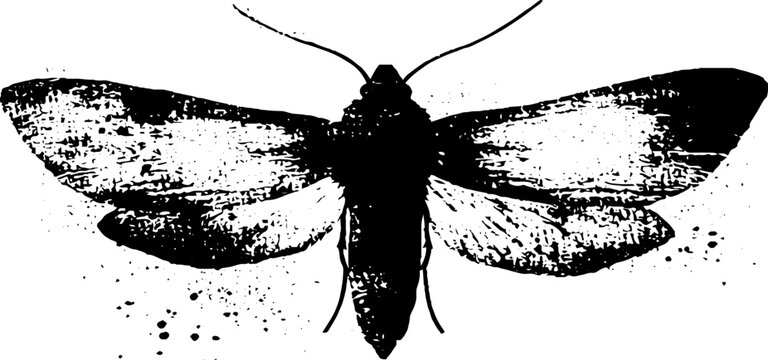 Moth and star high contrast ink illustration for artistic design