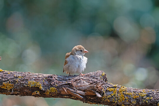 Fluffy young sparrow fledgling perched on a branch with moss, looking curious. Soft natural light and blurred forest background.