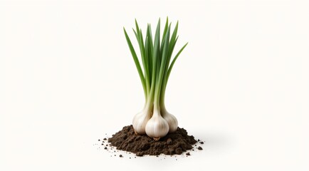 Fototapeta premium Garlic bulb sprouting green leaves in fresh soil