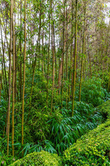 Bamboo grove