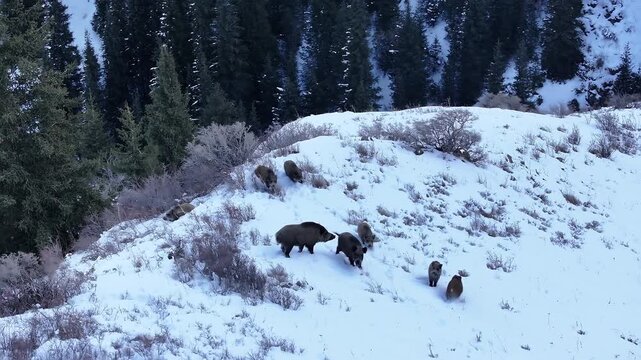 Aerial view of a wild boar family walking in the snow