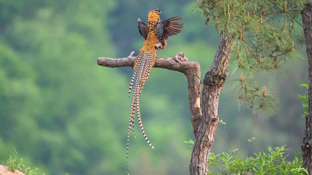 Male Reeves Pheasant Flapping Wings with Long Tail on Forest Branch