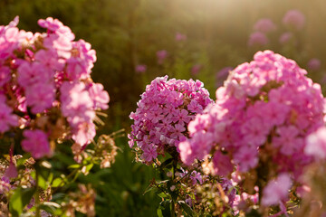 lilac phlox flowers in the garden in the spring